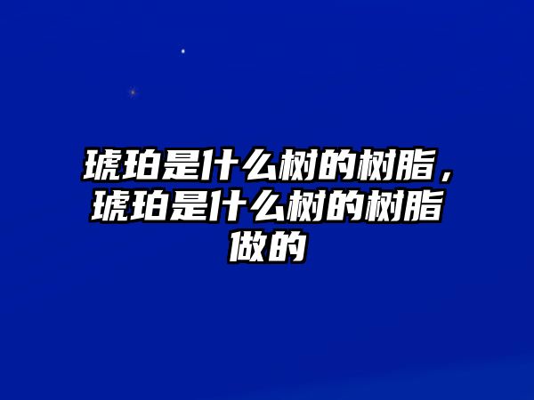 琥珀是什么樹(shù)的樹(shù)脂，琥珀是什么樹(shù)的樹(shù)脂做的